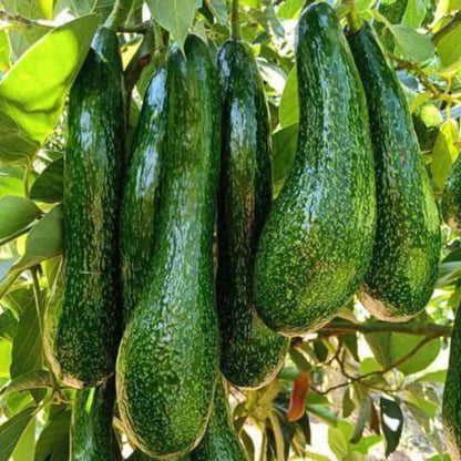 Avocado Trees Live Plant, 3 Gallon Pot, Grafted Avocado Tree, 2 Ft Long Avocado Fruits Plant, No Ship to CA