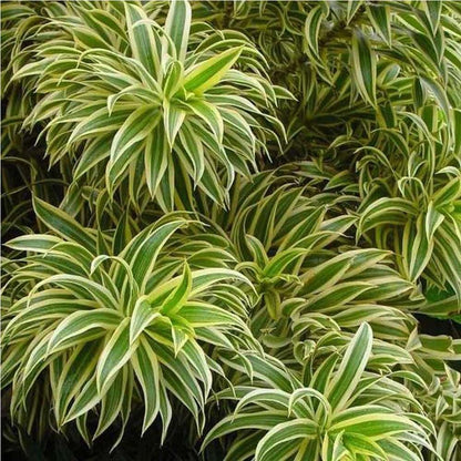 Dracaena Song of India Live Plant for Indoor | Different Houseplants in 4'' & 6'' Pot | Real House Plant for Living Room, Office, Desk & Bathroom | Dracaena reflexa | Dragon Tree