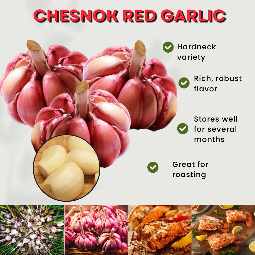 1 Pound Hard Neck Garlic for Planting in Fall, Red Chesnok Garlic Bulb for Planting, Fresh and High Yield, Cold Hardy, Planting Softneck Hardneck
