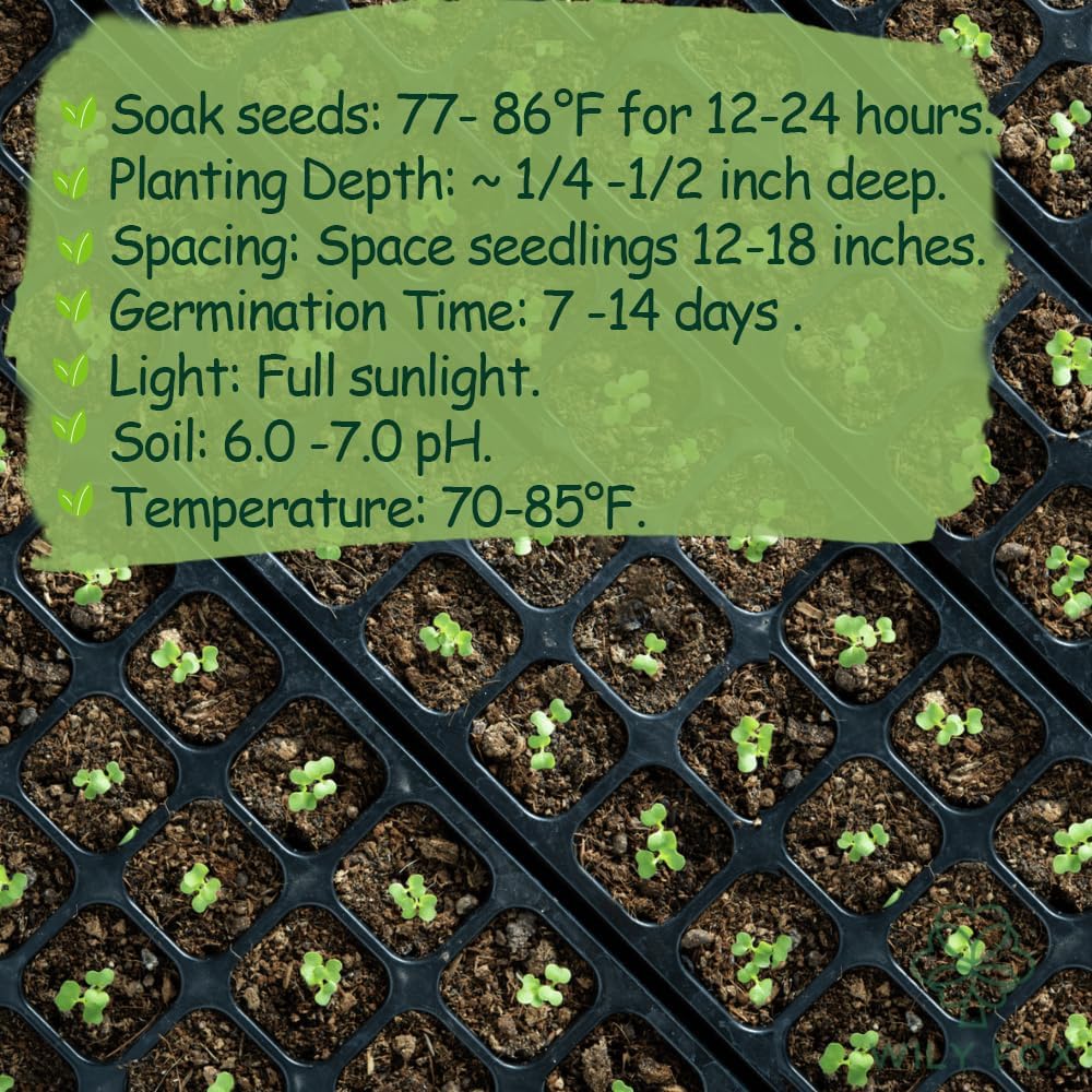 Premium Malabar Spinach Seeds - 100 Heirloom, Non-GMO Seeds for Planting – Easy-to-Grow Climbing Vegetable, Fast Growing Summer Green for Garden or Patio