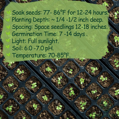 Premium Malabar Spinach Seeds - 100 Heirloom, Non-GMO Seeds for Planting – Easy-to-Grow Climbing Vegetable, Fast Growing Summer Green for Garden or Patio