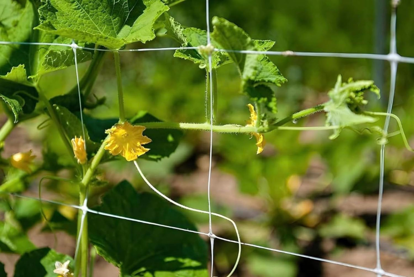 Trellis Netting, Aaamazing Netting, Scrog Net, Trellis Net, 10ft x 4920ft Roll, for Climbing Plants, Cut Flower Support, Garden, Grow Pea, Bean, Grape Vine, Mesh, Heavy Duty, 6x6 Inch Squares - Folded