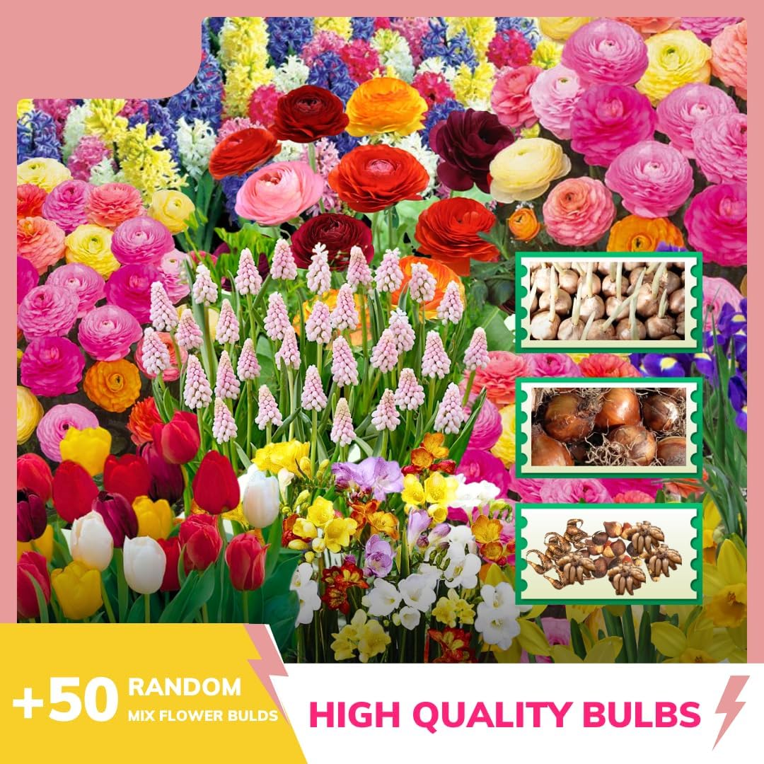 50 Mix Flowers Bulbs for Fall Planting, Perennial Flower Bulbs, Early Spring Flower to Plant Outside, 50 Days of Blooms, Colorful Blooms Groundcover Bulbs, Top Size, 5 Random Varieties