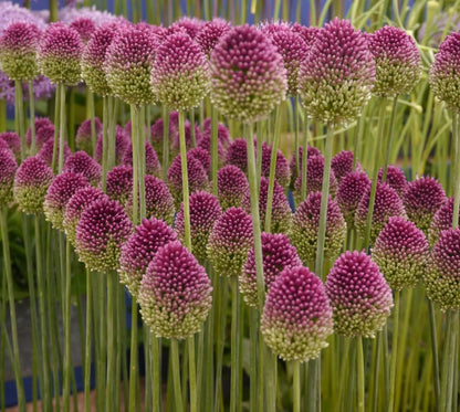 100 Drumstick Allium Bulbs for Planting - Perennial Garden or Container Flowers