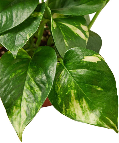 Pothos Golden Live Plant for Indoor | Different Houseplants in 4'' & 6'' Pot | Real House Plant for Living Room, Office, Desk & Bathroom | Epipremnum Aureum | Devil's Ivy