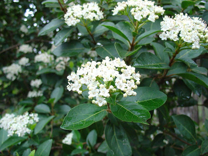 Sweet Viburnum | 12 Large 4 Inch Pots | Viburnum Odorotissimum | Live Plants | Fast Growing Privacy Hedge, Shrub, Privacy Screen