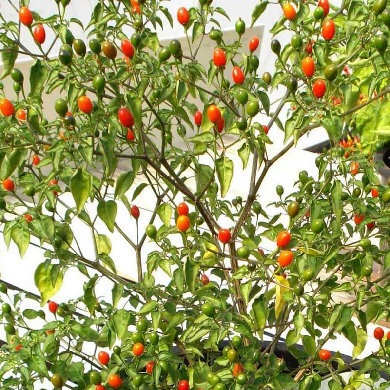 Set 2 Chiltepin Pepper Plants, Live Chiltepin Pepper Seedlings for Outdoor Garden, 4 to 8 Inch Tall Hot Pepper Live Plant, Red Chili Pepper Live Plant for Garden