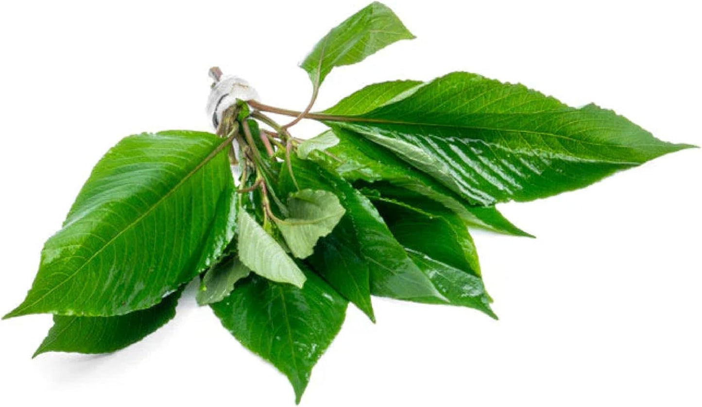 SubstrateSource Dwarf Hygrophila Corymbosa Siamensis Live Aquarium Plant - Freshwater Fish Tank Decorations and Natural Aquatic Decor (4)