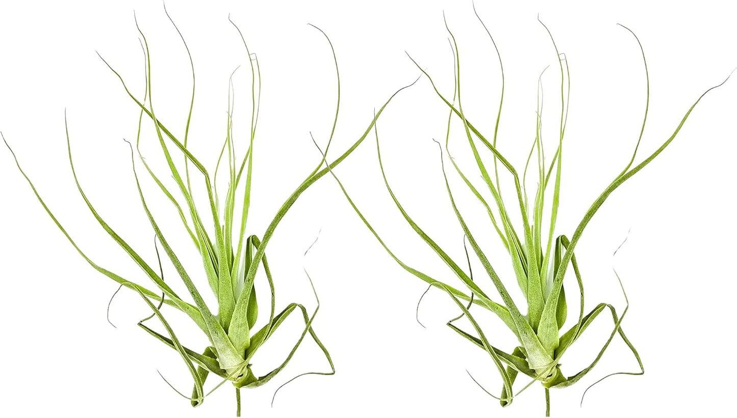 ragnaroc Air Plants - Tillandsia Straminea Jumbo 6-9" - 2ct - Live Arrival Guaranteed - House Plants for Home Decor & Gift