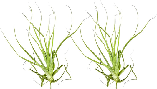 ragnaroc Air Plants - Tillandsia Straminea Jumbo 6-9" - 2ct - Live Arrival Guaranteed - House Plants for Home Decor & Gift