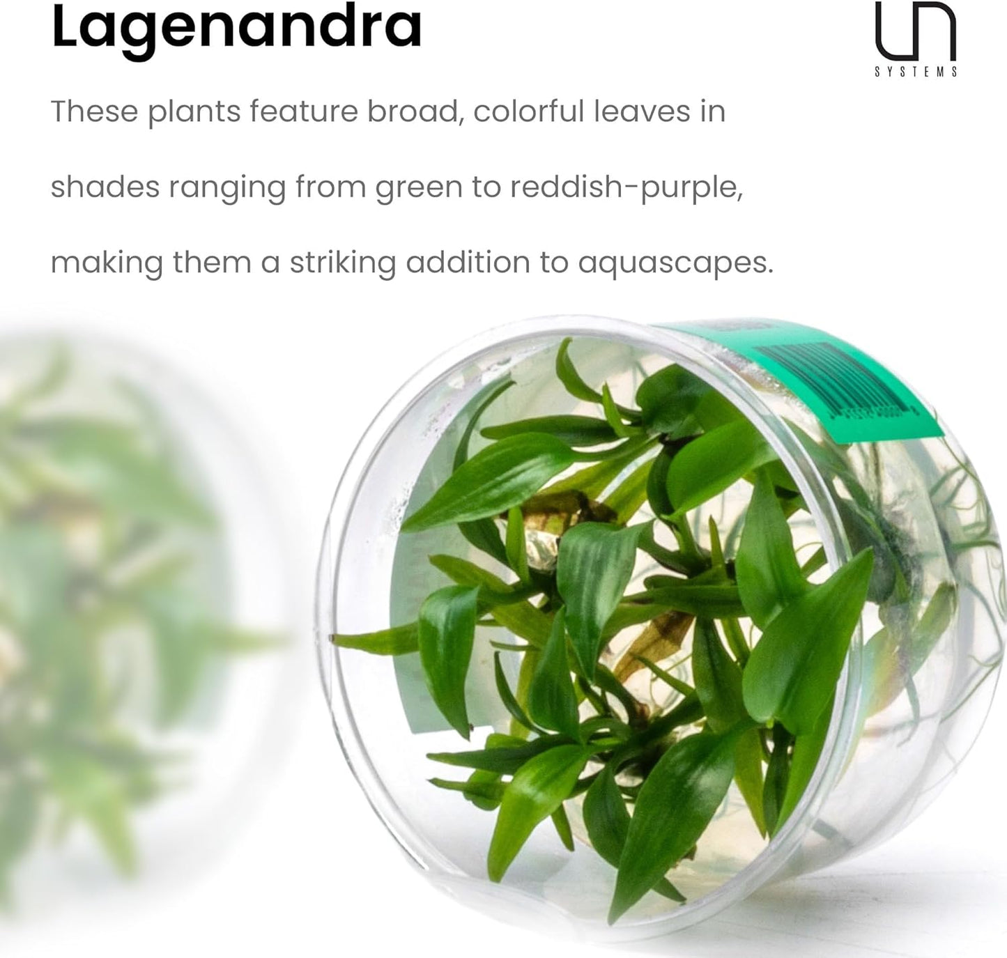 Ultum Nature Systems Live Tissue Culture - Lagenandra meeboldii 'Green' - Moderate - Low to Moderate Light - Bright Green Accent - Midground - 100% Snail Free Grown in-Vitro - Regular Cup