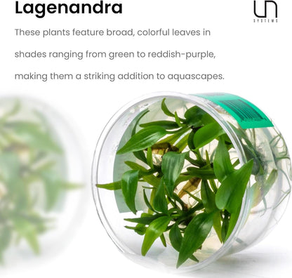 Ultum Nature Systems Live Tissue Culture - Lagenandra meeboldii 'Green' - Moderate - Low to Moderate Light - Bright Green Accent - Midground - 100% Snail Free Grown in-Vitro - Regular Cup
