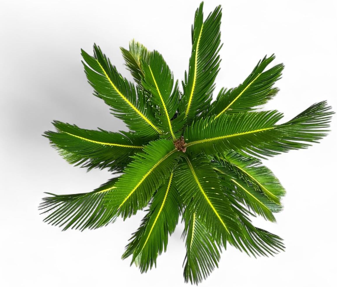Cycad Revoluta Palm, Live Indoor Outdoor Plant, 10-inch Grower Pot, Yellow Green, 28 Inches Tall, Natural