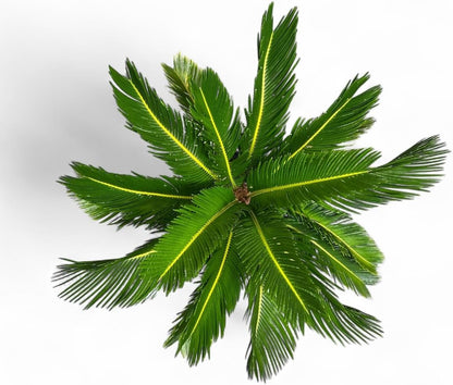Cycad Revoluta Palm, Live Indoor Outdoor Plant, 10-inch Grower Pot, Yellow Green, 28 Inches Tall, Natural