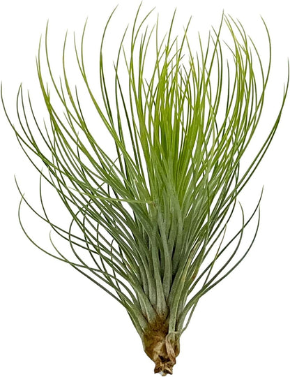 ragnaroc Air Plants - Tillandsia Andreana, Large 4-6" - 5ct - Live Arrival Gauranteed - House Plants for Home Decor & Gift