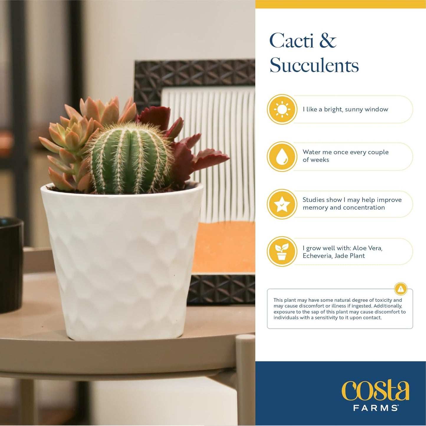 Costa Farms Live Plant Gift Box, Succulent Live Indoor Houseplant, Perfect Birthday and Holiday Gift, Includes Mini Succulent, Insulated Tumbler, Soy Candle, Collectible Sticker, Cute Room Decor