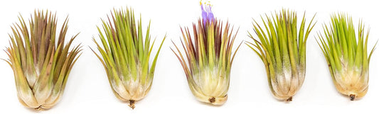 5 Pack Jumbo Air Plant Ionantha Guatemala 'Macho' - Live Tillandsia Succulent House Plants - Available in Wholesale and Bulk - Home and Garden Decor - Easy Care Indoor/Outdoor Air Plants