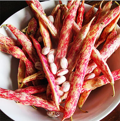 Vermont Cranberry Shell Bean Seeds - 20 Large Bean Seeds - Marde Ross & Company ®