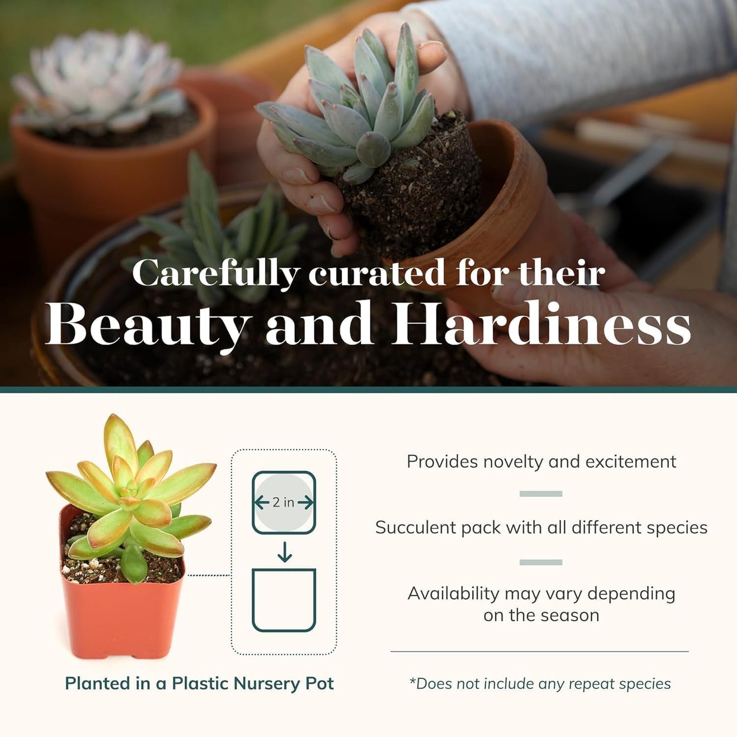 Shop Succulents Collectors Succulent Plant Pack Collection - Live Mini Succulent Plants, Low Maintenance, Colors & Textures - Wedding and Party Favors, Gift & Garden, Pack of 256
