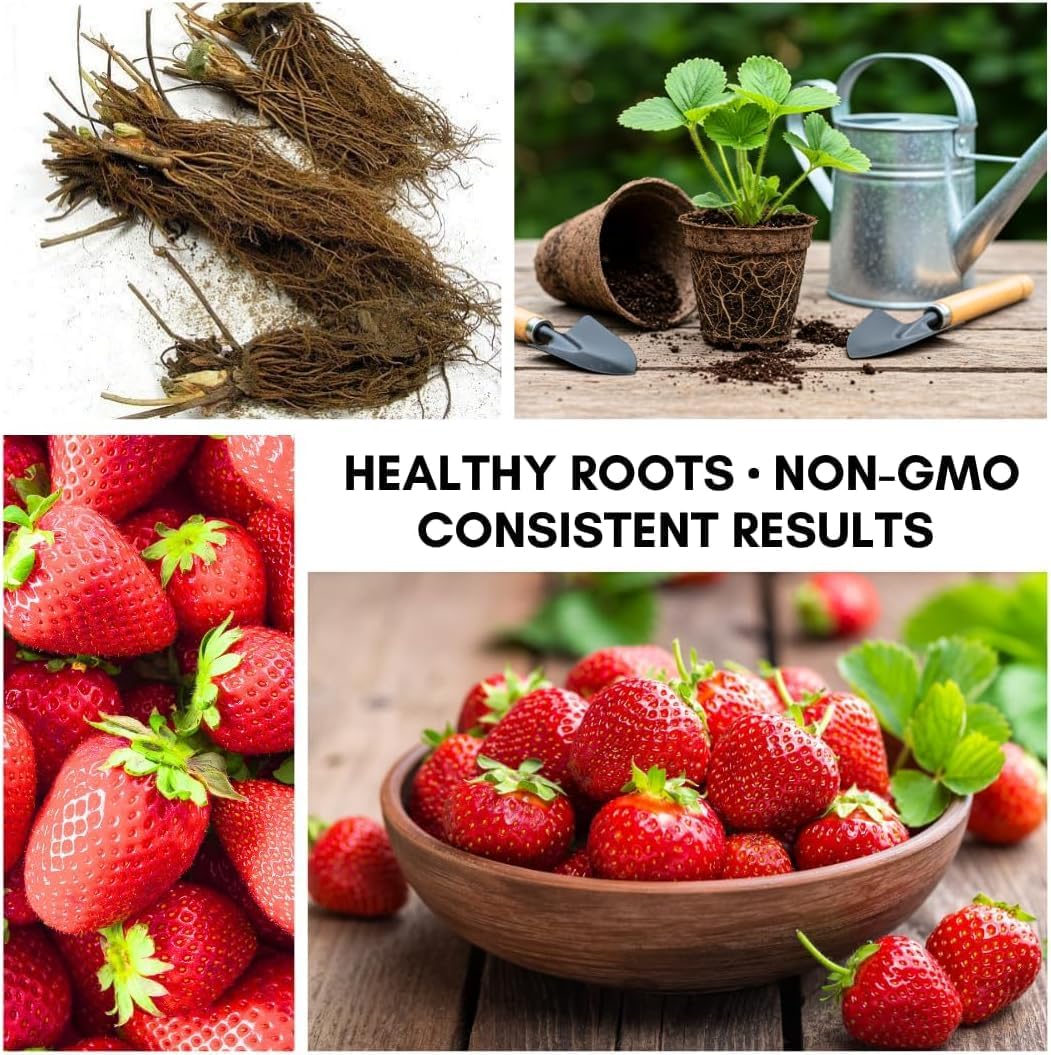 Mountain Jewels Strawberry Plants - Grow Giant Strawberries - Bare Root Plants for Growing (20 Plants)