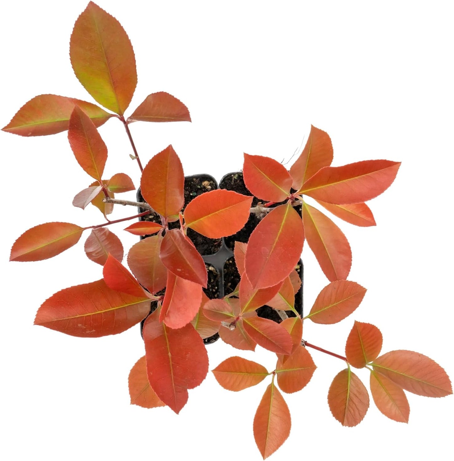 4 Red Tip Photinia, Photinia x fraseri, Thriving in Extra Deep Nursery Cubes