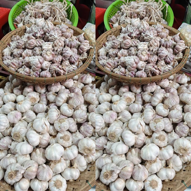 1 Pound Garlic for Planting in Fall Hard Neck, 8-10 White Garlic Bulbs for Planting, Fresh and High Yield Bulb Variety Pack, Hardy and Fast Growing