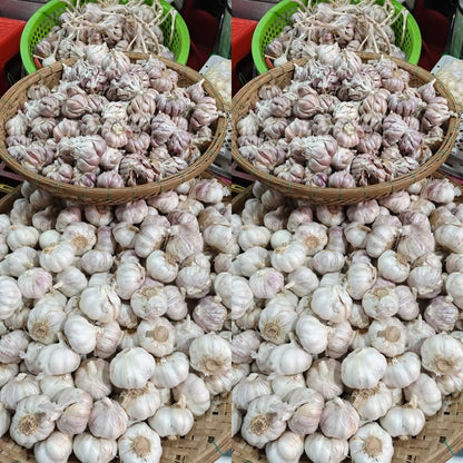1 Pound Garlic for Planting in Fall Hard Neck, 8-10 White Garlic Bulbs for Planting, Fresh and High Yield Bulb Variety Pack, Hardy and Fast Growing