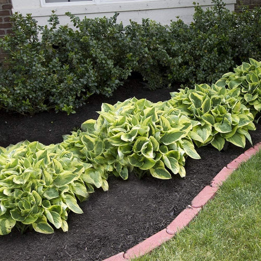 Amazing Deal - 24 Hosta Bare Roots Plants w/Planting Shovel - Mixed Heart-Shaped, Rich Green
