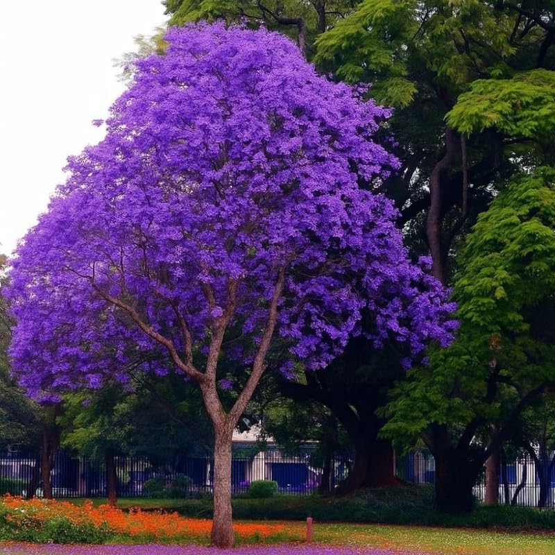 Jacaranda Tree Live Plant, 4 Inch Pot, 6-10 Inch Tall Purple Flowers, Perennial Jacaranda Tree Live Potted