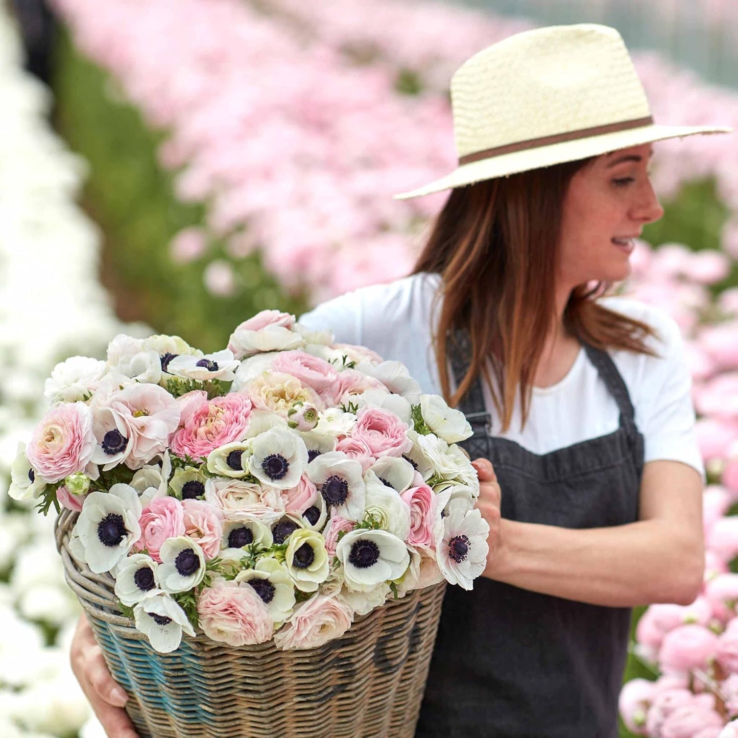 Eden Brothers Anemone & Ranunculus Bulbs- Paris in Spring Collection