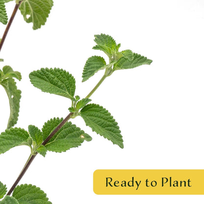 12 Lavender Lantana in 2.5” Nursery Cubes (Lantana montevidensis) | Evergreen Shrub for Hanging Baskets, Containers & Sunny Landscapes | Ready-to-Plant Live Starter Plants