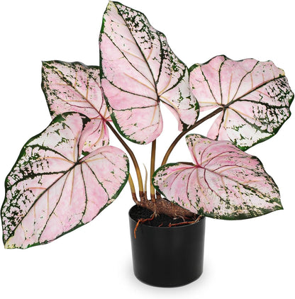 Briful 22'' Tall Fake Plants Artificial Caladium Plants in Black Pot Realistic Potted Faux Plant Indoor for Home Decor Wedding Farmhouse Centerpiece, Wide Pink-Black Leaf