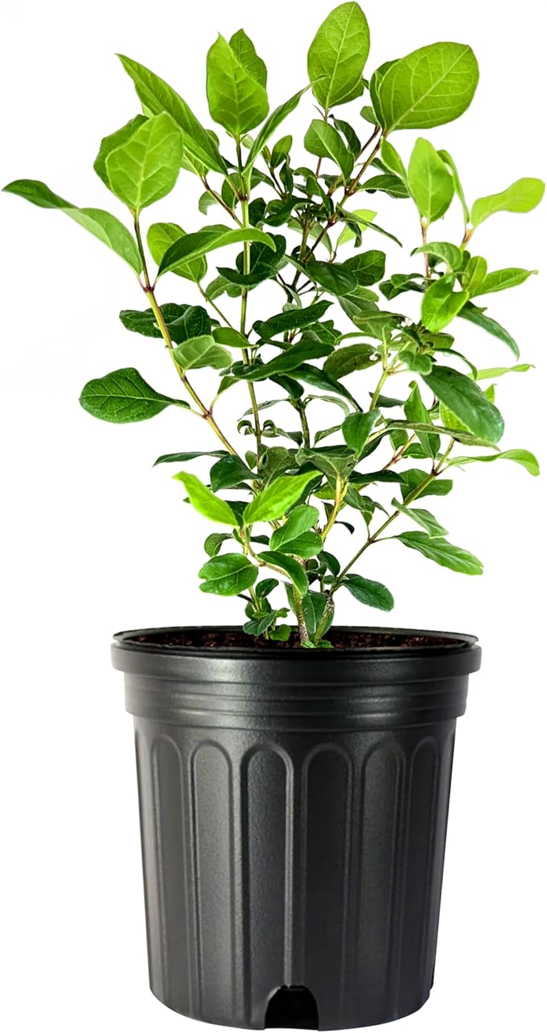 Viburnum Spring Bouquet | 1 Large Gallon Size Pots | Viburnum Tinus | Compact Evergreen Shrub with Fragrant Blooms | Ideal for Hedges & Borders