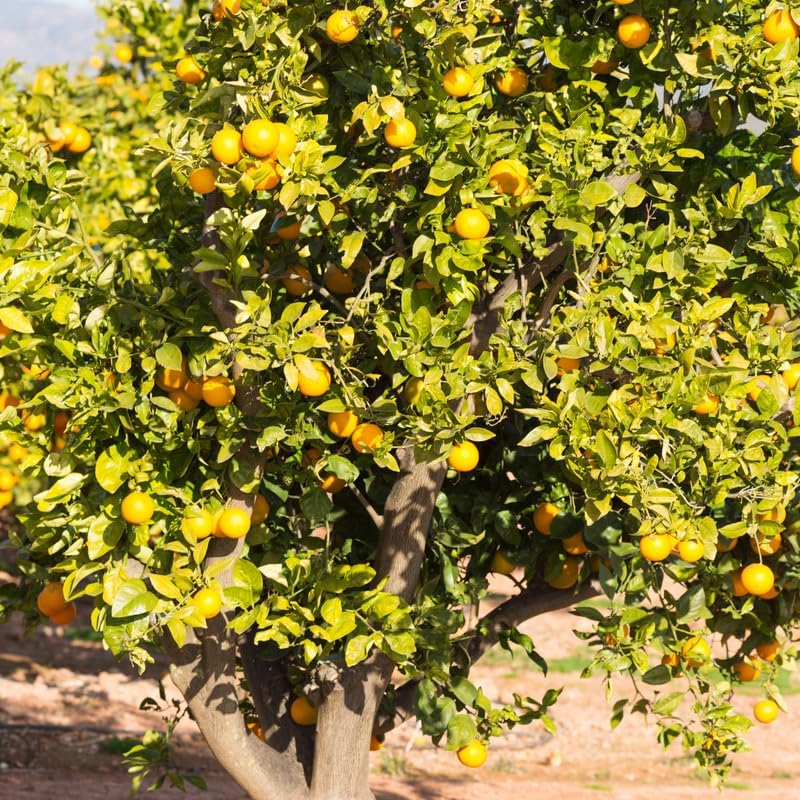 Large Valencia Orange Tree Live Plant 2 to 3 Feet Tall, Valencia Orange Fruit Tree Live, Valencia Orange Outdoor Potted Tree No Ship to CA