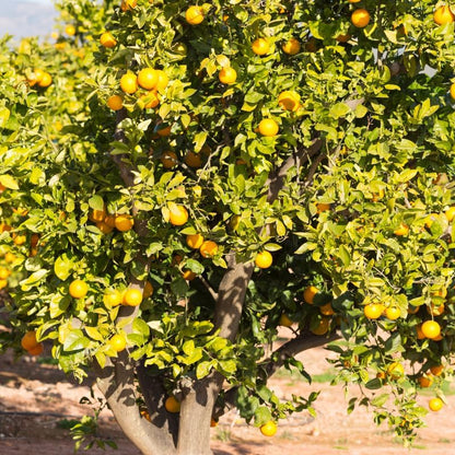 Large Valencia Orange Tree Live Plant 2 to 3 Feet Tall, Valencia Orange Fruit Tree Live, Valencia Orange Outdoor Potted Tree No Ship to CA