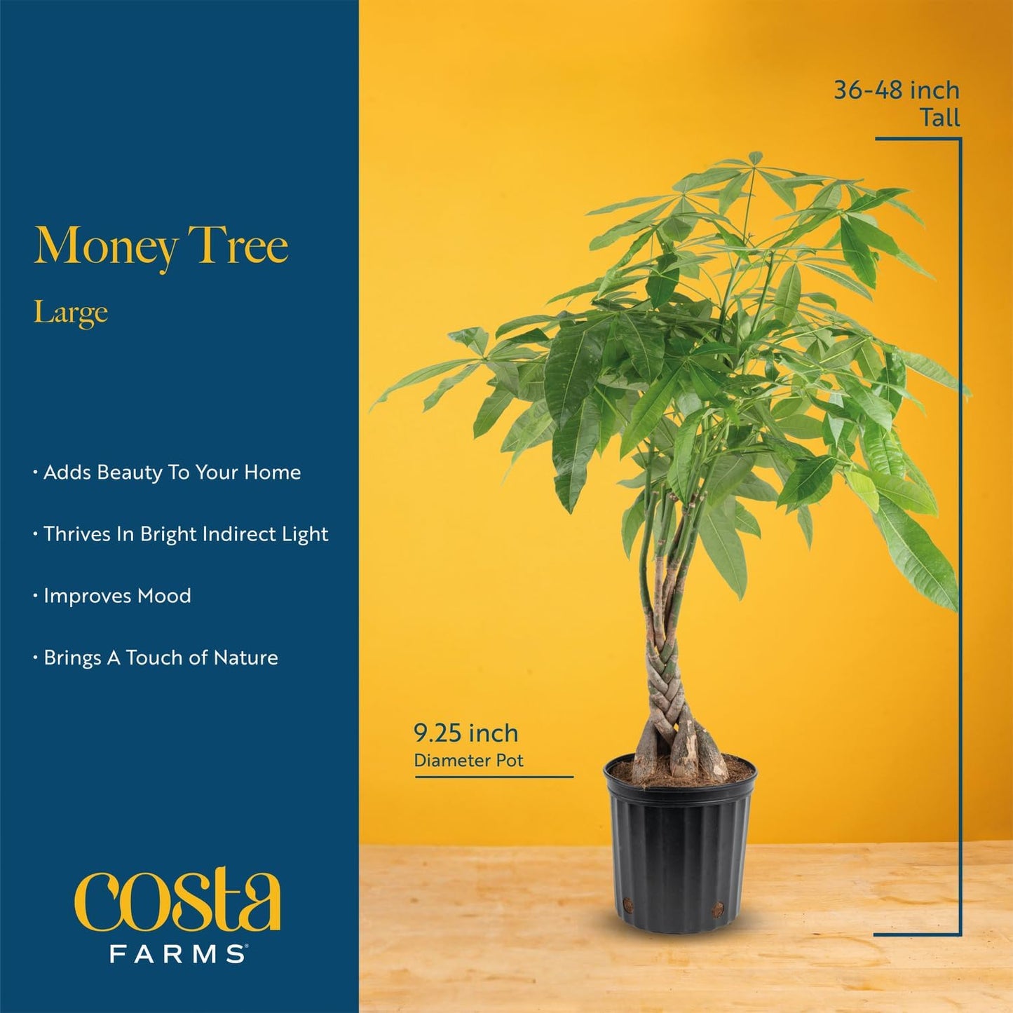 Costa Farms Money Tree, Large, Live Indoor Plant, Easy to Grow Pachira House Plant Gift, Home Décor, 3-4 Feet Tall in Nursery Pot
