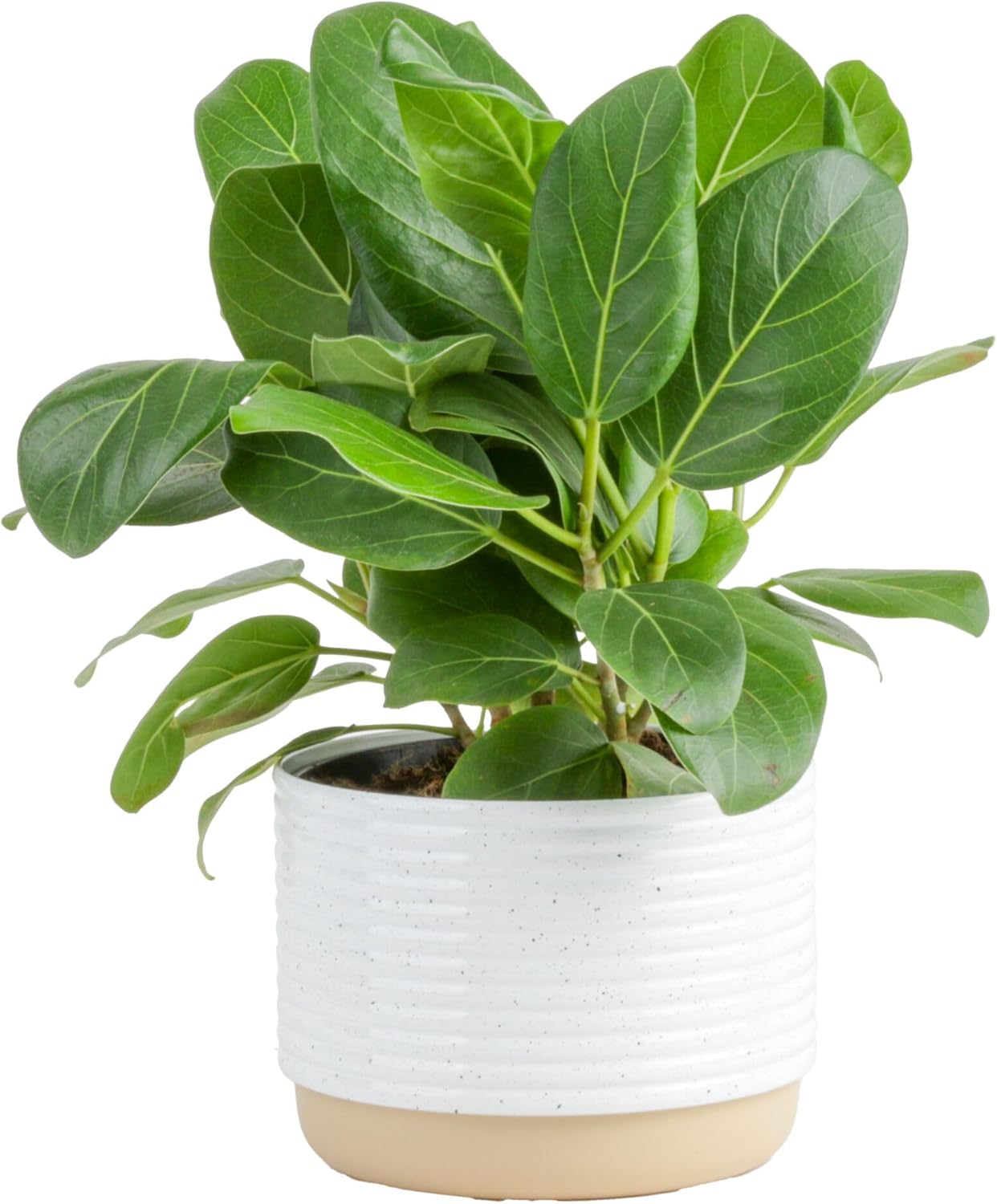 Costa Farms Ficus Audrey Live Plant in Decorative Pot, Indoor Houseplant, Perfect for Home, Room, or Office Decor, Great House Warming or Birthday Gift, 12-18 Inches Tall