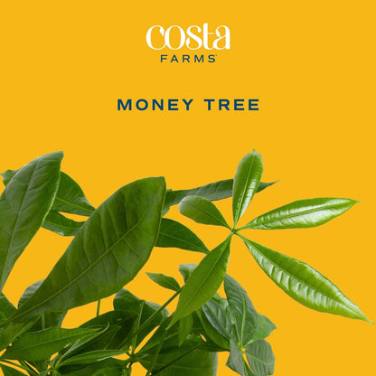 Costa Farms Money Tree Live Plant | 12-16 Inches Tall Bonsai | Easy to Grow Indoor Houseplant in 4-Inch Plant Pot | Home, Office, or Room Decor