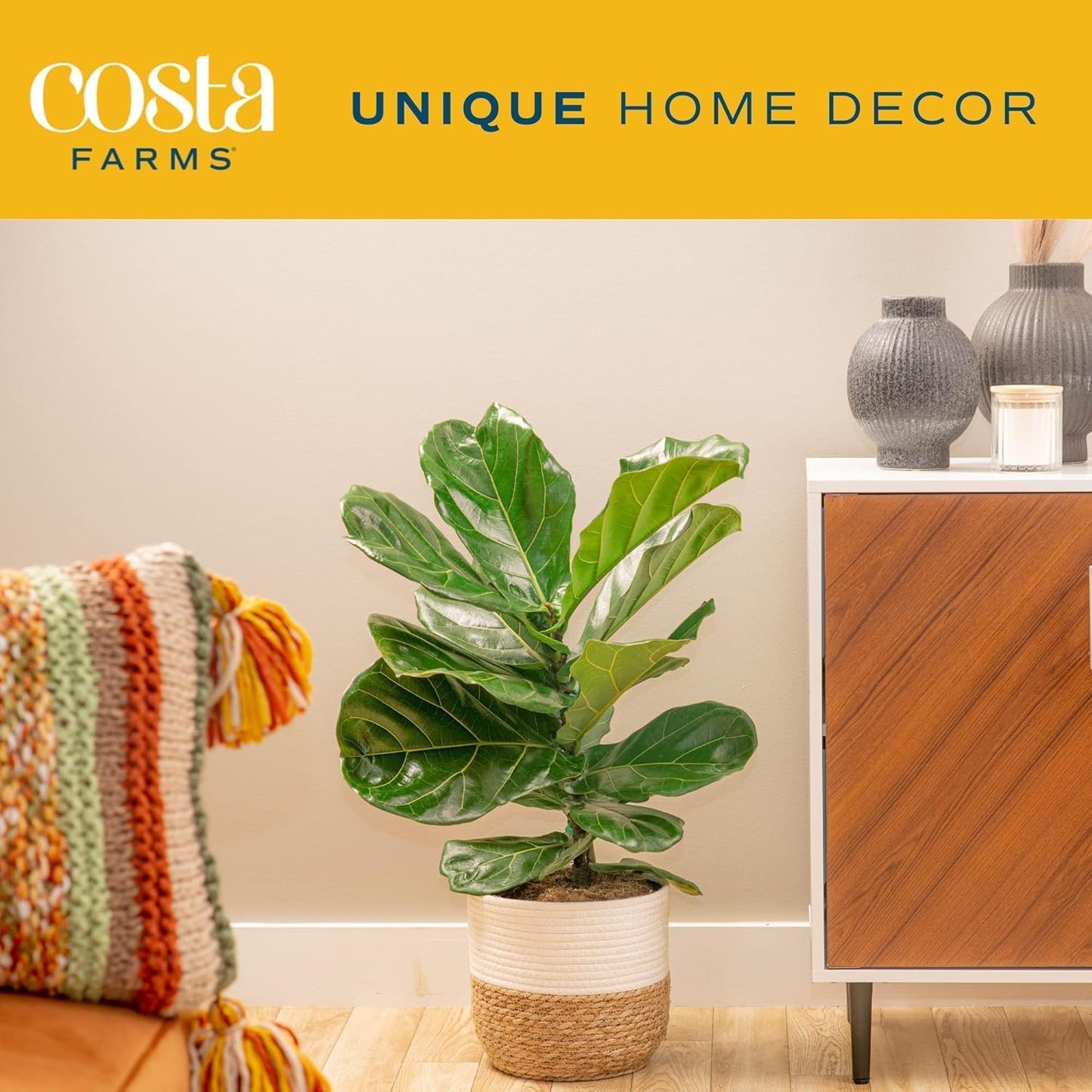 Costa Farms Fiddle Leaf Fig, Live Indoor Ficus Lyrata House Plant Potted in Modern Decor Planter, Floor Plant in Potting Soil Mix, Housewarming Gift, Room, Home, Office Decor, 2-3 Feet Tall