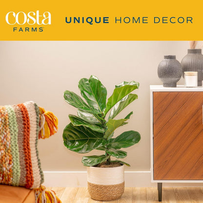Costa Farms Fiddle Leaf Fig, Live Indoor Ficus Lyrata House Plant Potted in Modern Decor Planter, Floor Plant in Potting Soil Mix, Housewarming Gift, Room, Home, Office Decor, 2-3 Feet Tall