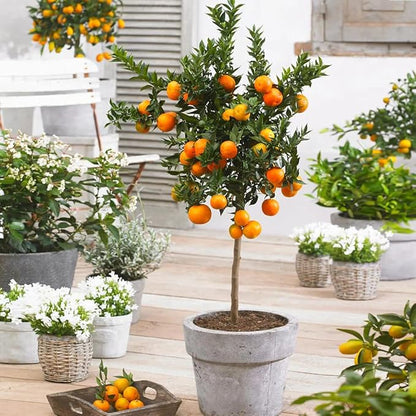 Perfect Potting Mix for Mandarin Trees - Gardenera's Expert Formula for Vibrant and Healthy Citrus Fruits - 3 Quart