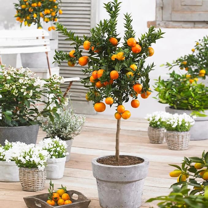 Give Your Mandarin Trees The Best Growing Environment - Gardenera Premium Potting Soil for Bountiful Harvests - 2 Quart