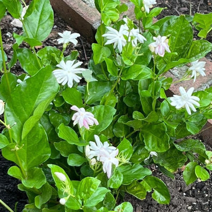 Jasmine Plant, Fragrant Jasmine Flower Vine 4-8 Inches Well Rooted for Container, Hanging Basket Growing (Common)