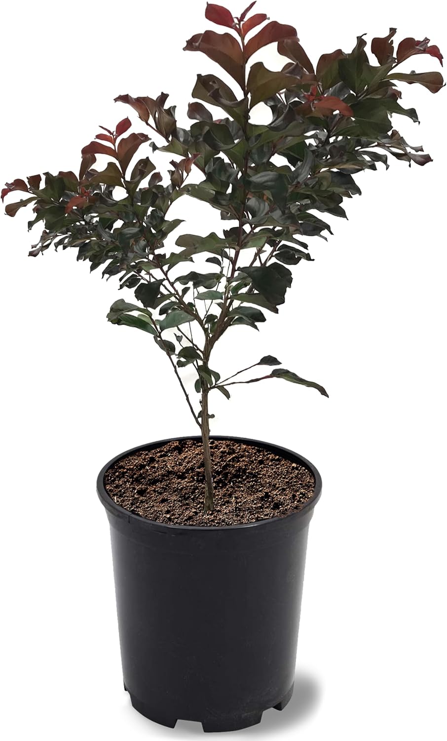 American Plant Exchange Plum Magic Crape Myrtle Tree Live, 1-Gallon Pot, 1-1.5ft Tall, Vibrant Purple Flowers, Drought-Tolerant, Large Outdoor Landscape Accent, Year-Round Beauty