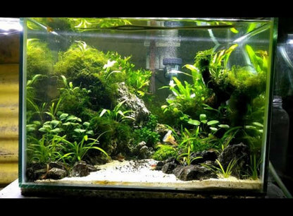 Greenpro (Anubias Nana 10+ Leaf Rooted) Anubias, Java Fern, Moss and More! Freshwater Live Aquarium Plants on Driftwood for Aquatic Tropical Fish Tank Decorations - Easy for Beginner