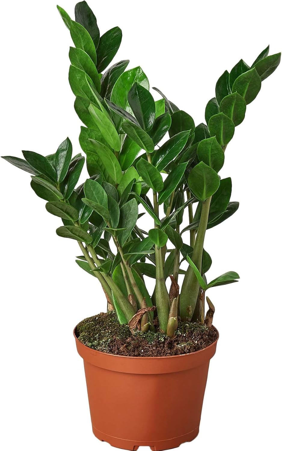 Zamioculcas Zamiifolia ZZ Live Plant for Indoor | Different Houseplants in 4'' & 6'' Pot | Real House Plant for Living Room, Office, Desk & Bathroom