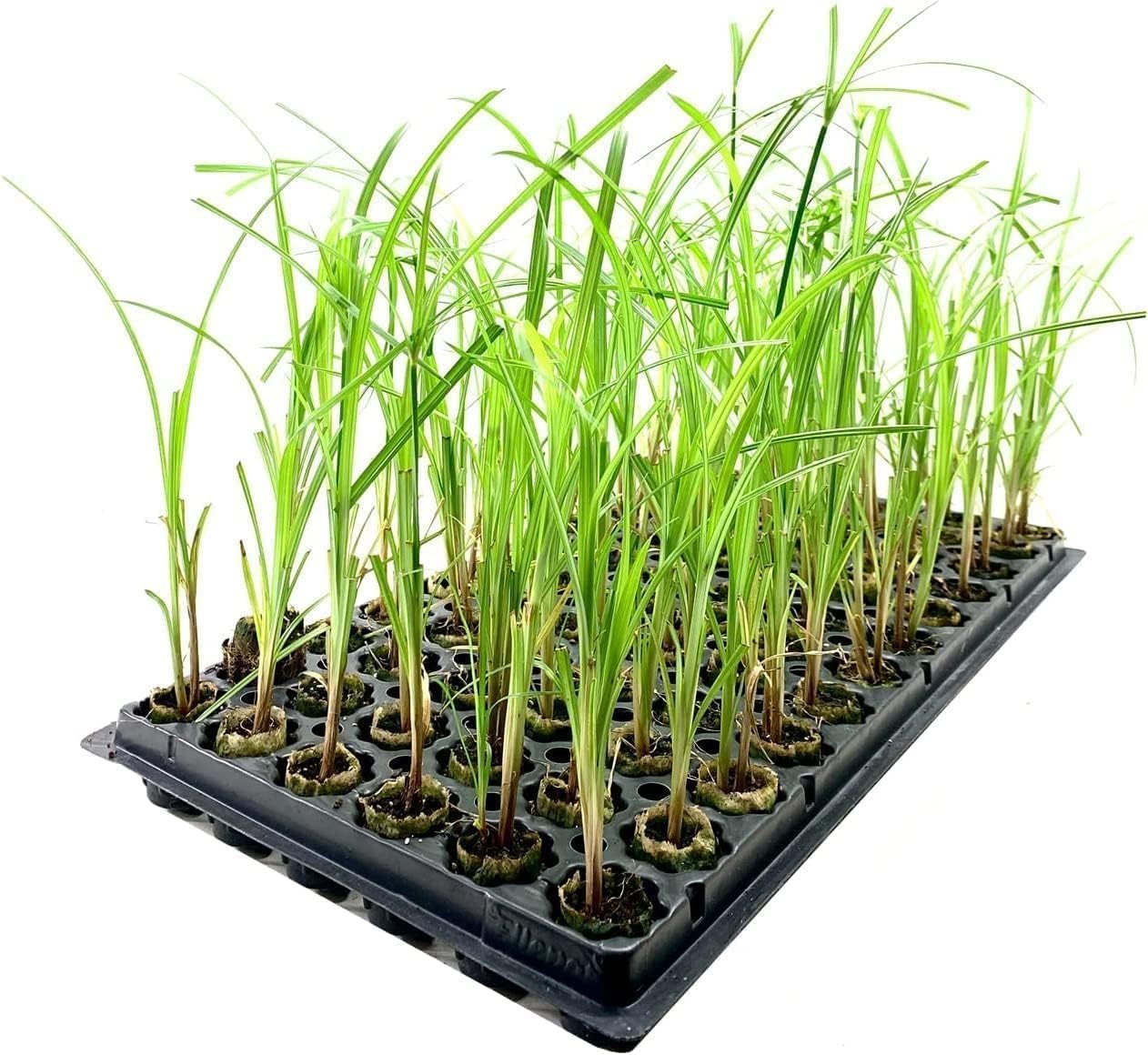 Giant Egyptian Papyrus | 3 Live Plants | Cyperus Large Shade & Wet Tolerant Aquatic Foliage