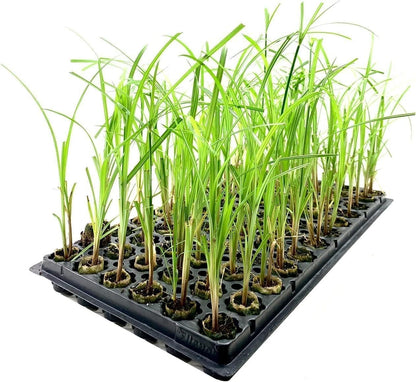 Giant Egyptian Papyrus | 3 Live Plants | Cyperus Large Shade & Wet Tolerant Aquatic Foliage