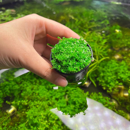 SubstrateSource Live Aquarium Stem Plants - Freshwater Aquatic Plant for Fish Tanks, Aquascaping - (Bacopa Australis, 1 Bunch)