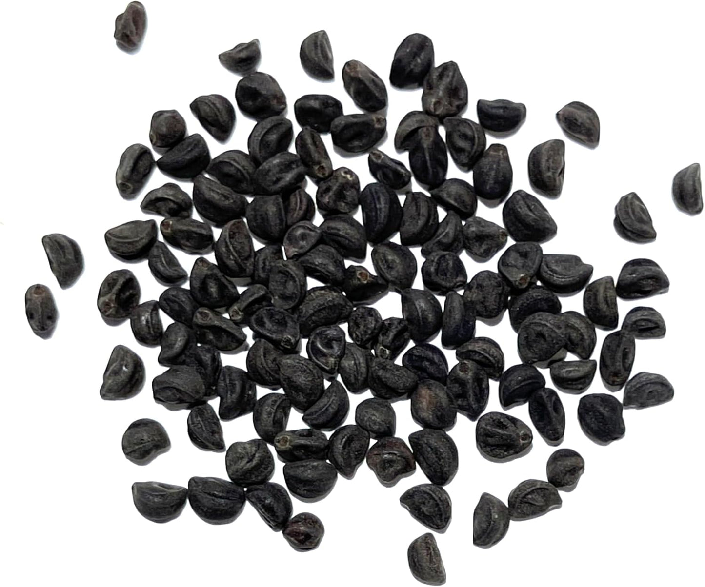 Seed Needs, Grandpa OTT Morning Glory Seeds - 100 Heirloom Seeds for Planting Ipomea purpurea - Annual Blue/Violet Blooms, Flowering Vine for a Natural Privacy Fence (1 Pack)
